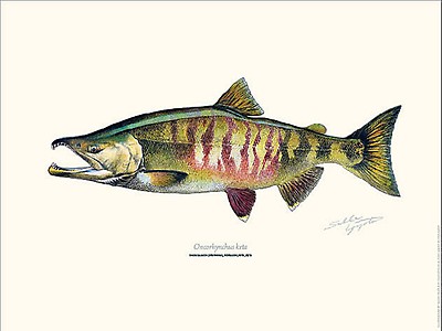 Sakke Yrjölä Sockeye Salmon 30x40cm Poster | Happy Angler