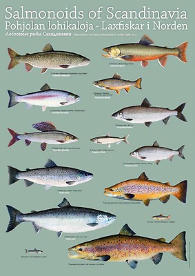 Sakke Yrjölä Chum Salmon 30x40cm Poster | Happy Angler