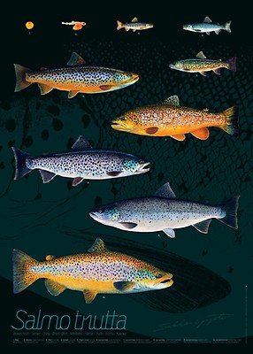 Sakke Yrjölä Chum Salmon 30x40cm Poster | Happy Angler