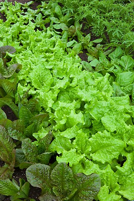 Details about / LETTUCE SALAD BOWL RED UK SOURCED NATURAL SEED 0.5 GRAM SOW BY 10//2023 SEEKAY