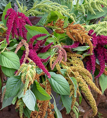 Buy Amaranthus Caudatus Coral Fountain Love Lies Bleeding Sarah Raven