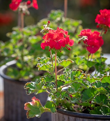 Buy Pelargonium Horizon Appleblossom F1 Seeds Plants Sarah Raven