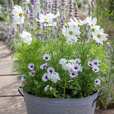 Forget Me Not Seeds - White