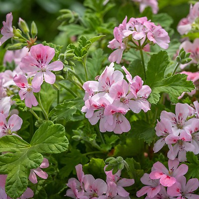 Buy Pelargonium Horizon Appleblossom F1 Seeds Plants Sarah Raven