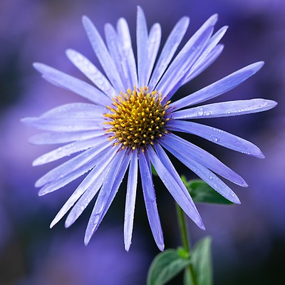 17+ Agapanthus Queen Mum Plants