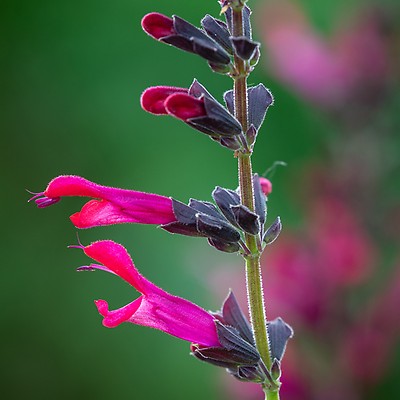 Pink/Red Flowering 3 x 9cm Pot Hayloft Salvia Wine and Roses