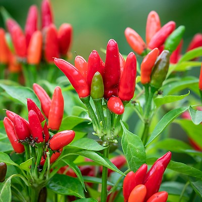 Buy Chilli Pepper 'Demon Red', Chilli Plants