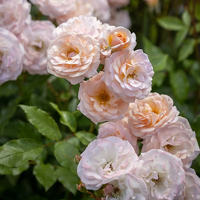 Felicia hybrid outlet musk rose