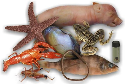 Animal Dissections Supplies Specimens Kits More From Hst