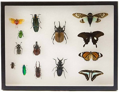 Insect Collecting Supplies Explore Insects Entomology Kits For Kids