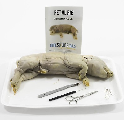 Fetal Pig For Dissection Kit Mammal Anatomy For Kids Hst