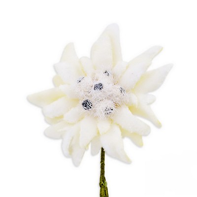 Edelweiss Boutonniere Buttonhole Flower Fort Belvedere