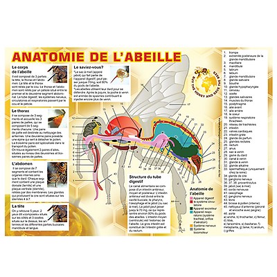 Calendrier lunaire 2024 - 29,7 x 42,5 cm - Livres de Développement