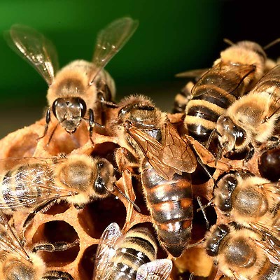 Récolte : Souffleur à abeilles moteur thermique sans réducteur - Stihl -  Icko Apiculture