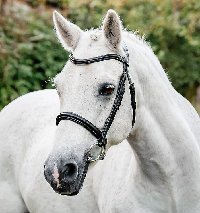 BRIGLIA EQUESTRO MODELLO COMBINED completa di redini in gomma