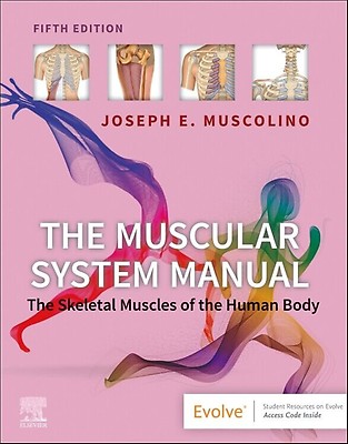 Segmental Anatomy - 9780702050428 | Elsevier Health