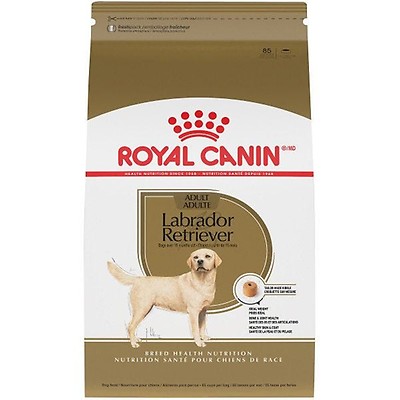 Labrador retriever puppy outlet food