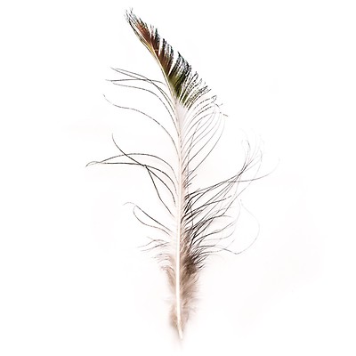 White Ostrich Feather - 14 - 17 - Feathers - Trims & Chains - Trims