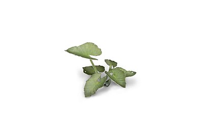 Plante Setup Gaming Gamers Grass Laser Plants - Dumb Cane Décoration