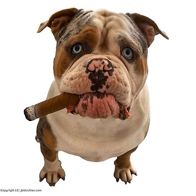 Jouet Babar éléphant en latex pour chien