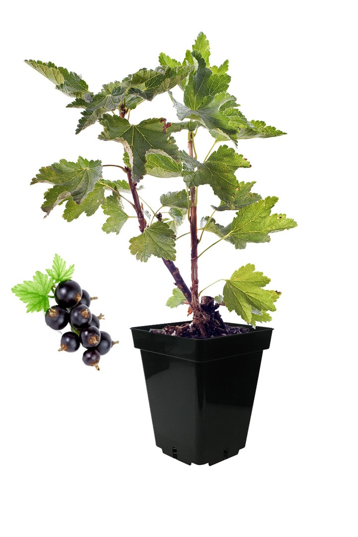 RIBEZ BIO ČRNIBEN TIRAN L19