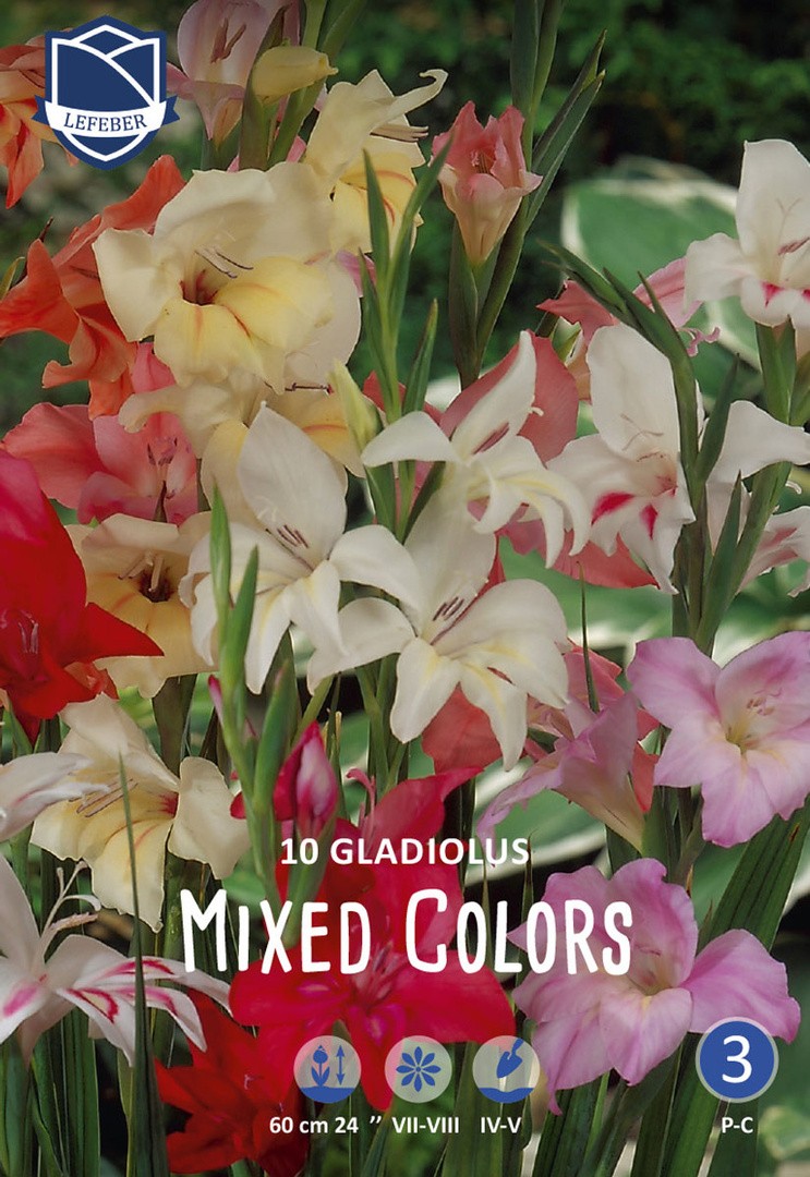 L GLADIOLA NIZKA MEŠANICA