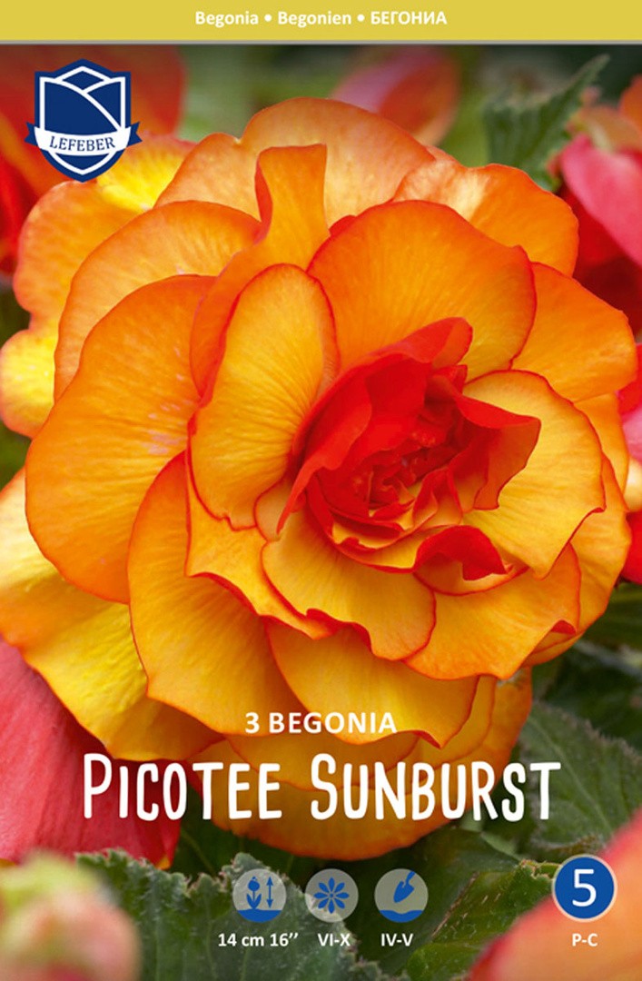 L BEGONIJA PICOTEE SUNBURST
