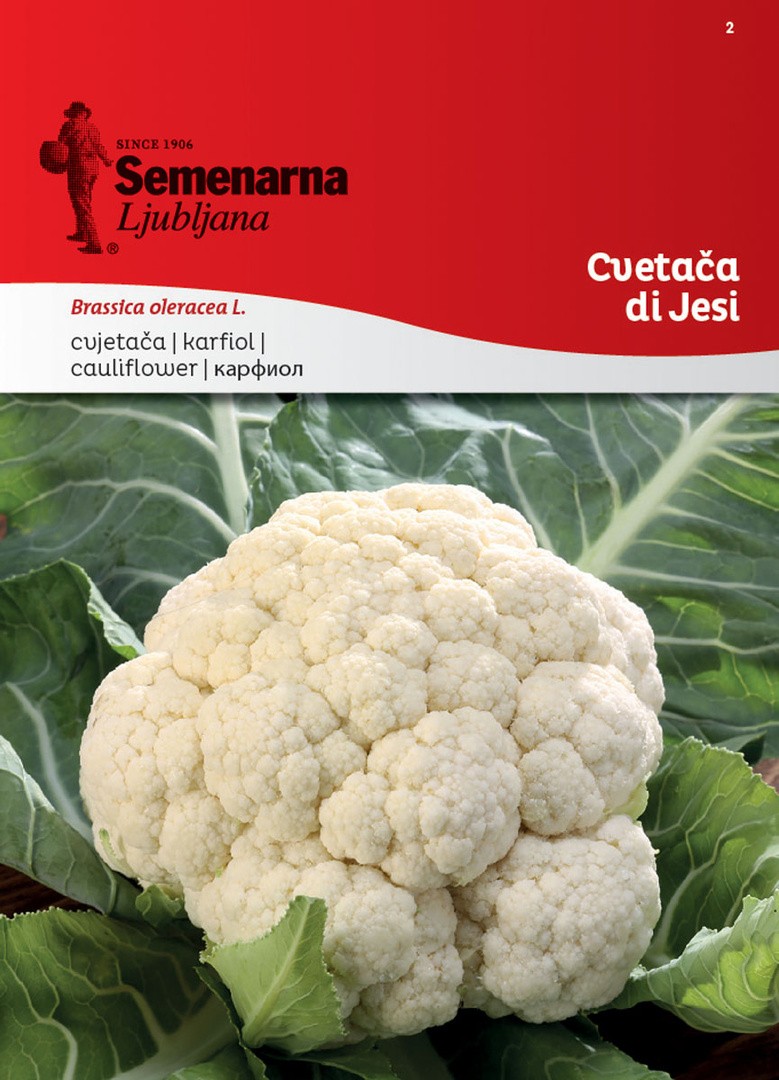 KAPUSNICA SEMENARNA CVETAČA DI JESI 2