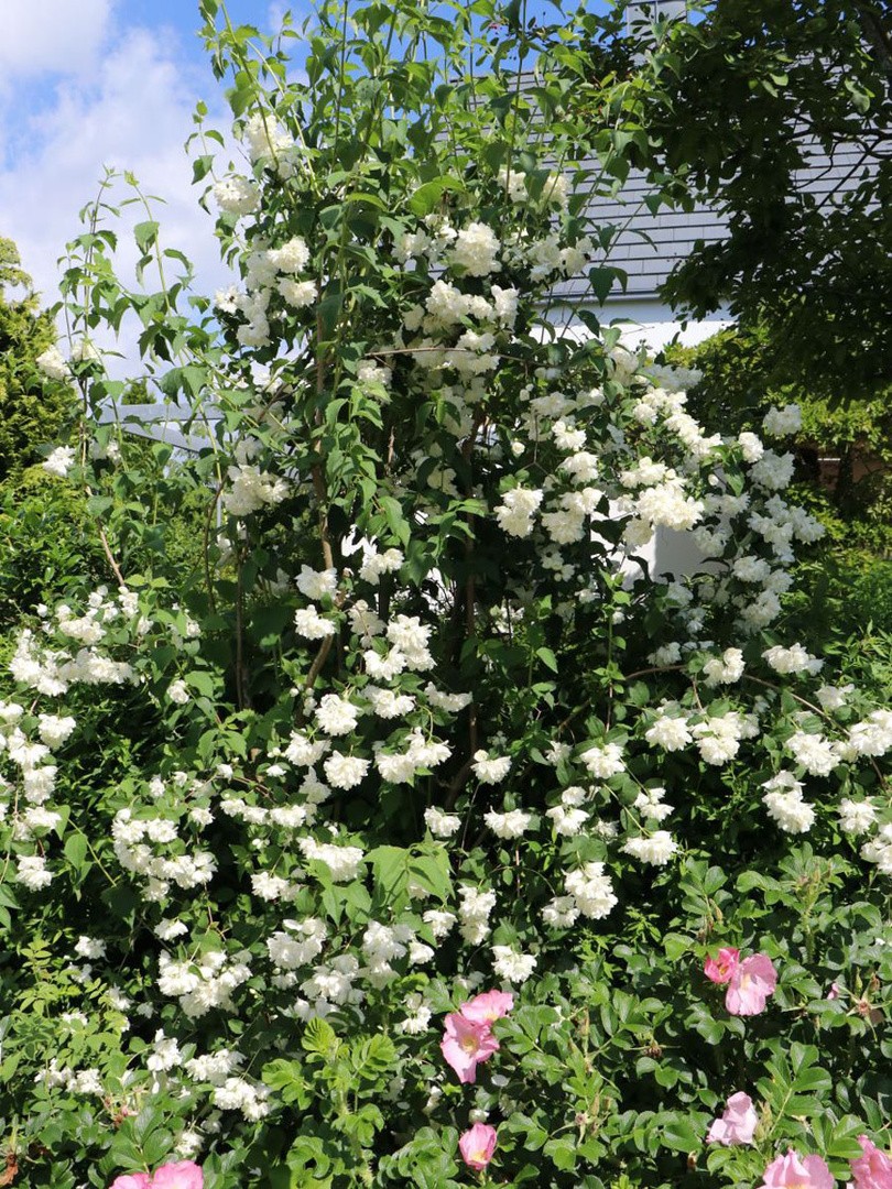 CVETOČA GRMOVNICA NEPRAVI JASMIN L3.5 L