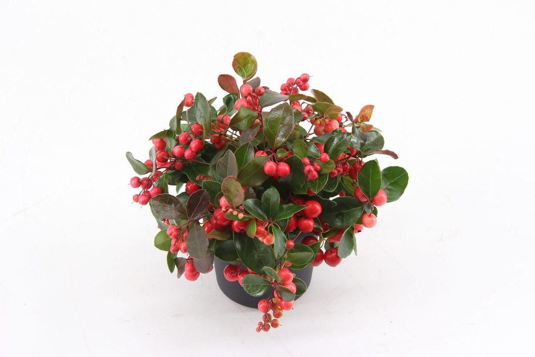 GAULTERIJA BIG BERRY L10.5 CM