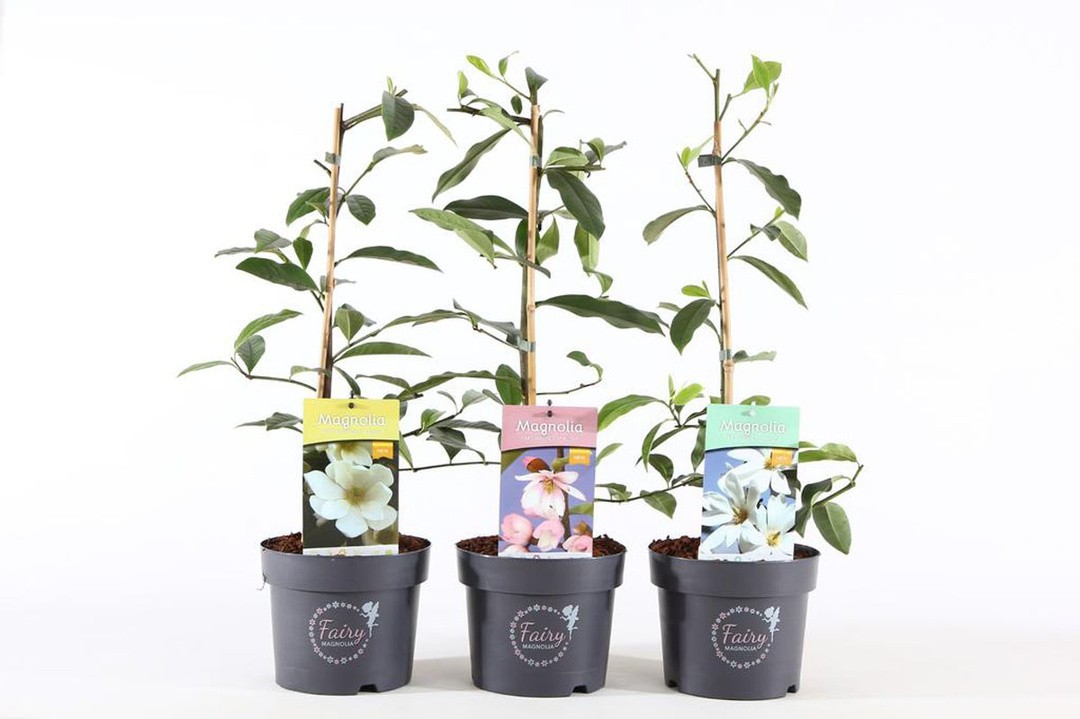 MAGNOLIJA FAIRY L19 CM