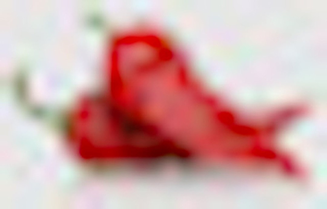 PLODOVKE PAPRIKA PODOLGOVATA 4 KOS