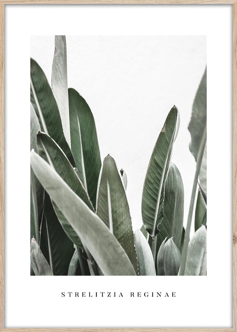 SLIKA STYLER STRELITZIA Z OKVIRJEM 50X70 BR005