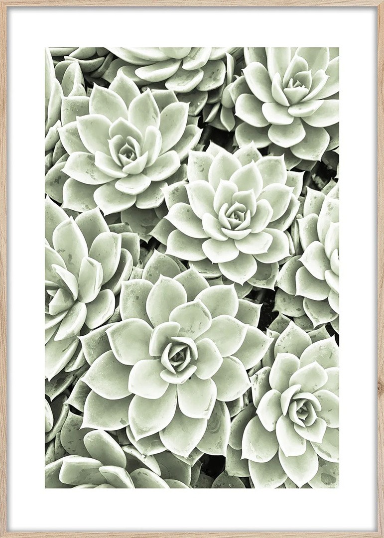 SLIKA STYLER SUCCULENTS Z OKVIRJEM 50X70 BR009