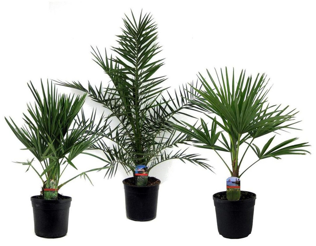 PALMA MIX L21 CM