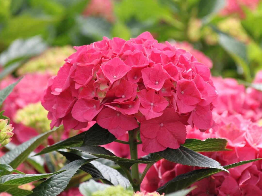 HORTENZIJA EVERBLOOM L23 CM