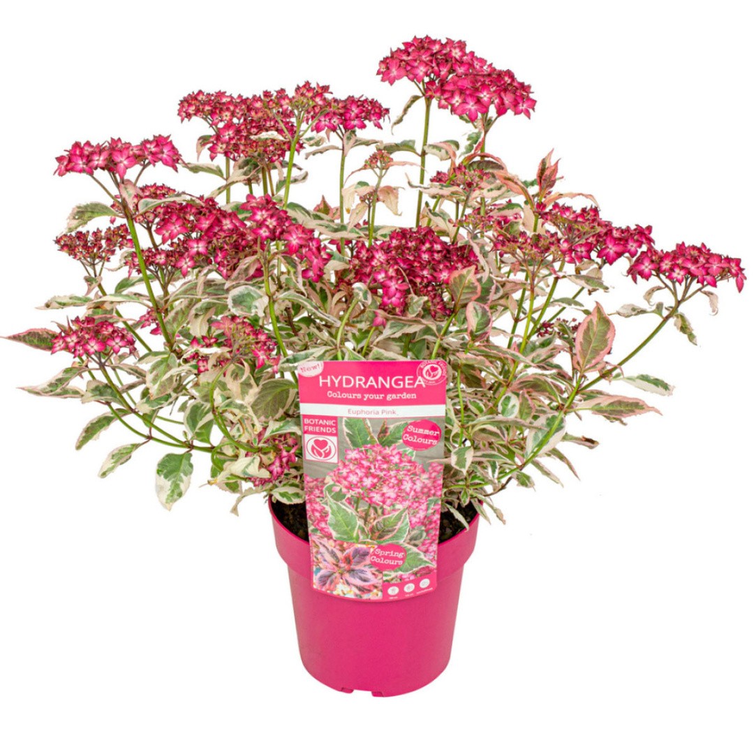 HORTENZIJA PISANOLISTNA (SERRATA) EUPHORIA PINK L19 CM