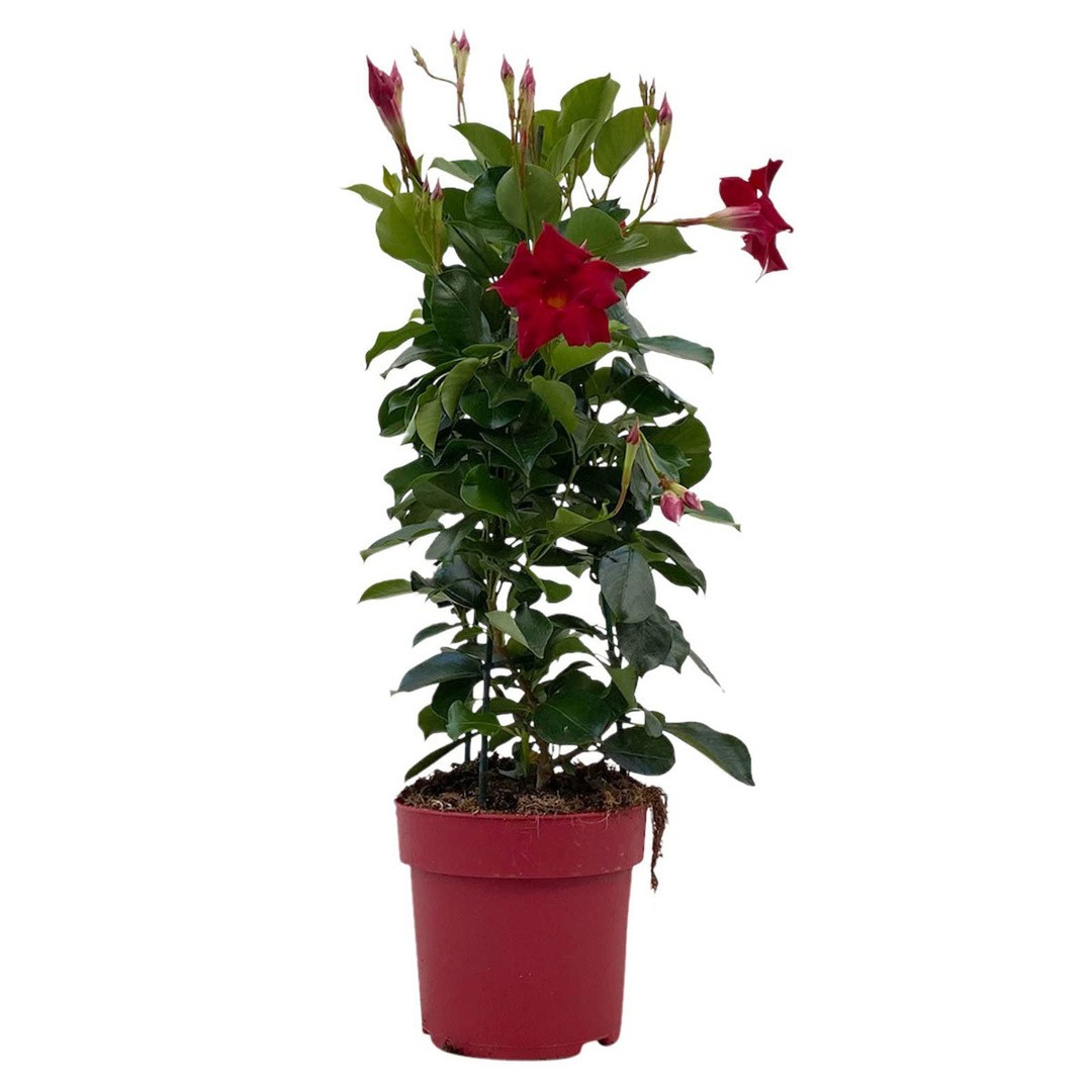 BALKONSKA RASTLINA DIPLADENIA NA OPORI L14 CM