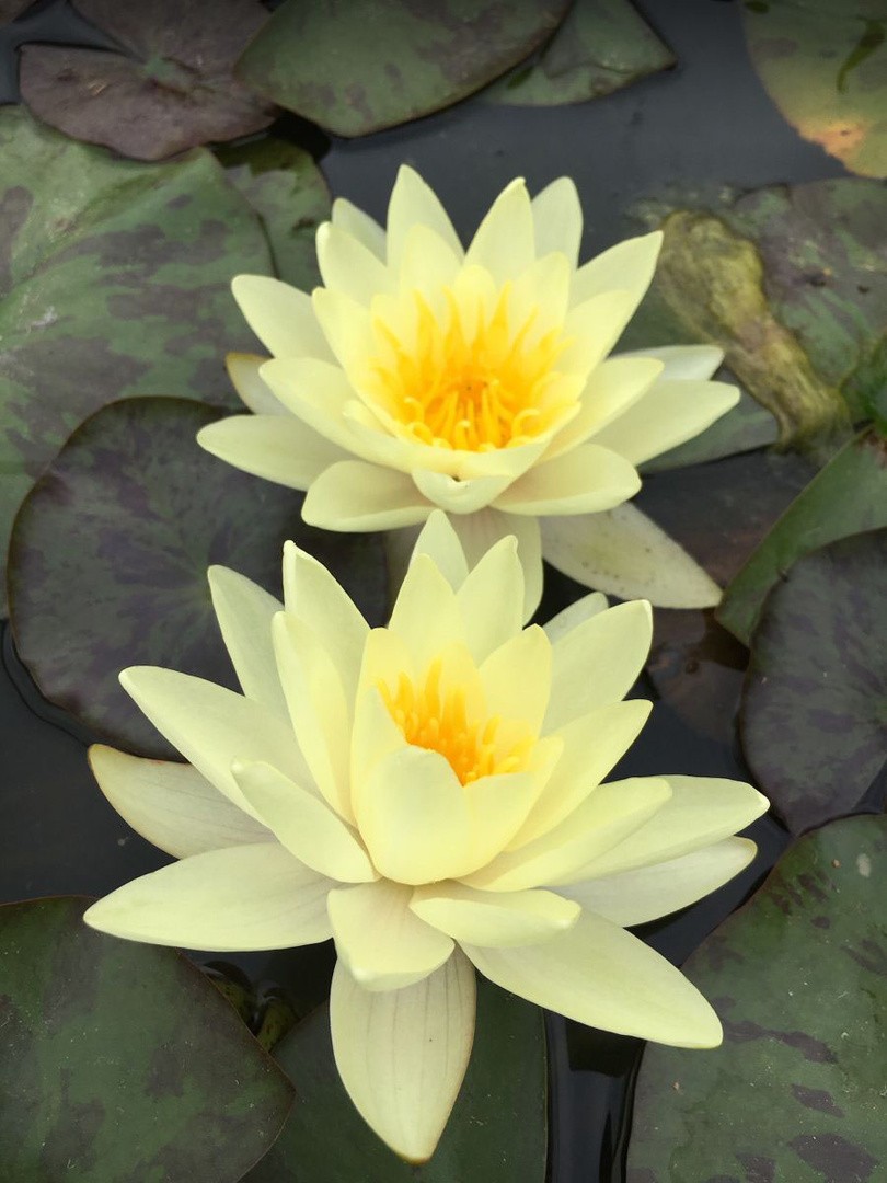 TRAJNICA LOKVANJ (NYMPHAEA) MARL. CHROMATELLA) L11 CM