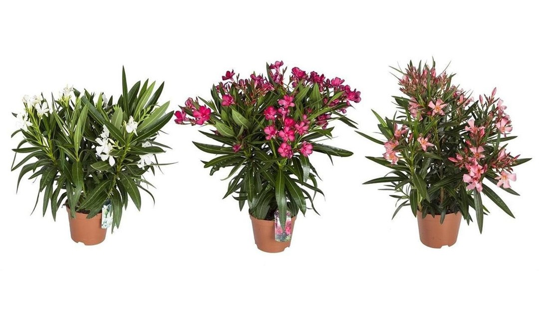 OLEANDER L18 CM