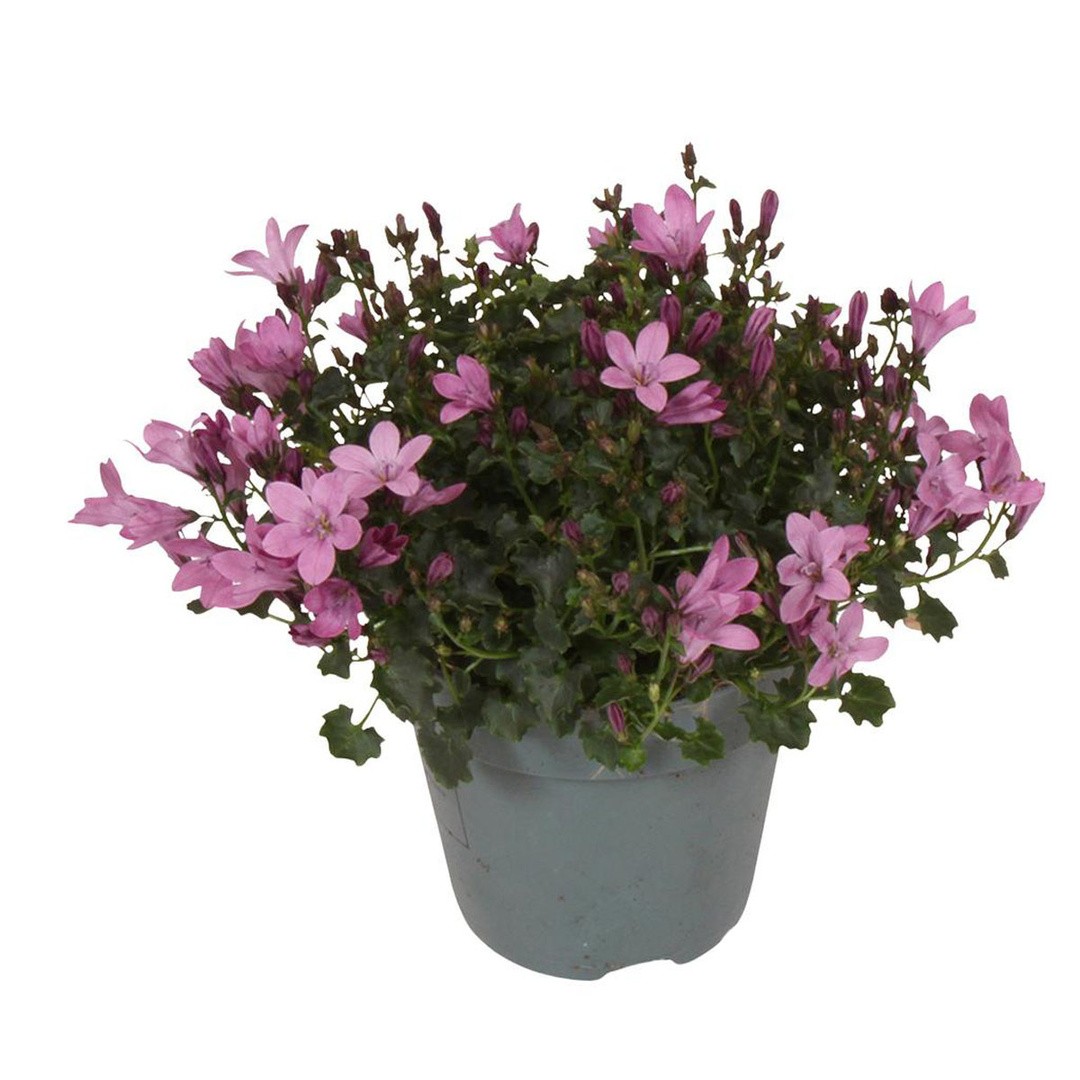 TRAJNICA CAMPANULA AMBELLA PINK (ZVONČNICA) L10.5 CM
