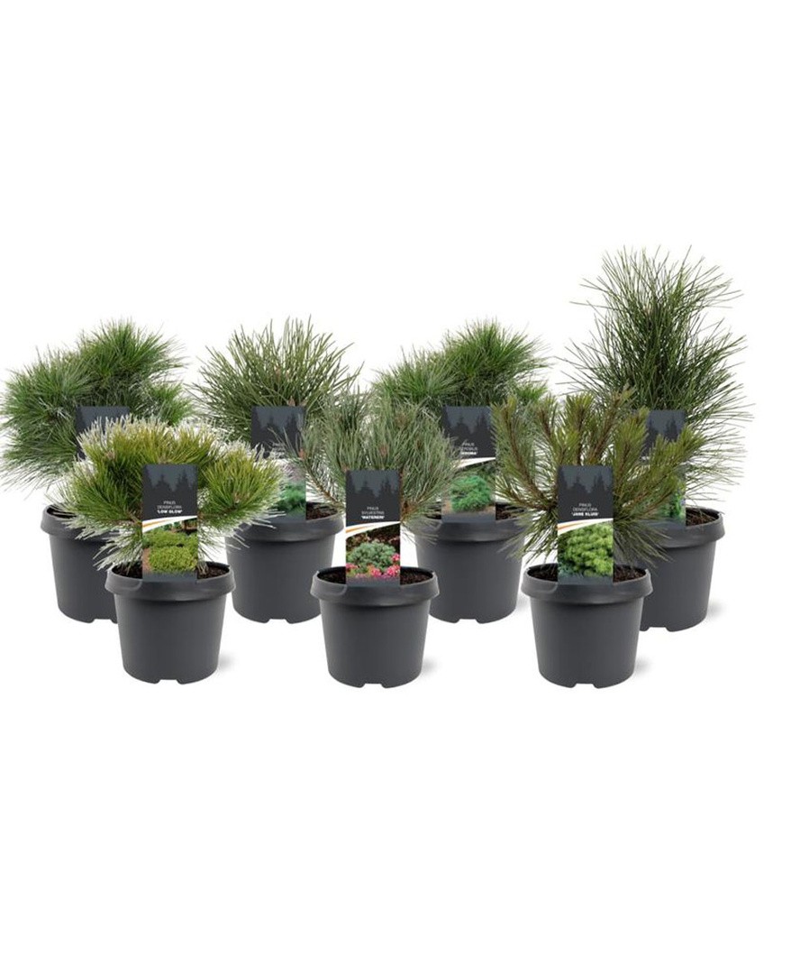 BOR MIX L19 CM