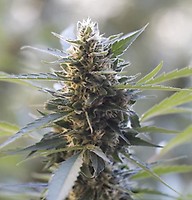 Northern Lights x Skunk Feminised Seeds - 5