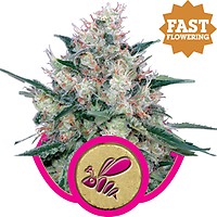 Honey Cream Fast Feminised Seeds
