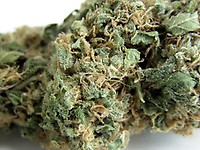 Original Skunk #1 редовно семена