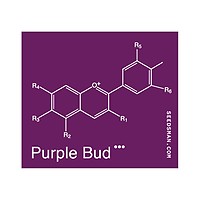Purple Bud редовно семена