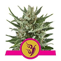Speedy Chile Fast Feminised Seeds