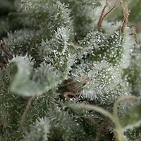 Nefertiti Auto Feminised Seeds
