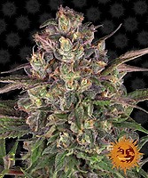 Peyote Critical Feminised Seeds