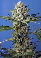 Crystal Candy F1 Fast Feminised Seeds